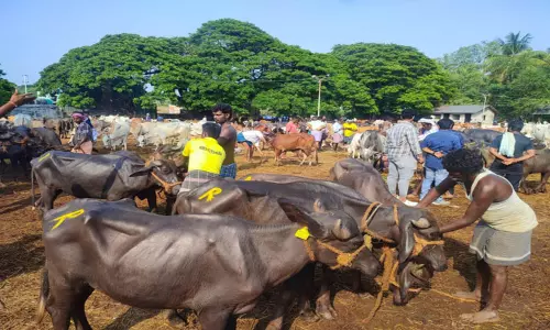 பொள்ளாச்சி சந்தைக்கு மாடுகள் வரத்து அதிகரிப்பு