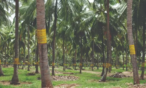 சுருள்வெள்ளை ஈக்களின் தாக்குதலை கட்டுப்படுத்த மஞ்சள் நிற ஒட்டும் பொறி