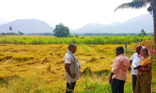 சூறாவளி காற்றுக்கு பயிர்கள் சேதம்