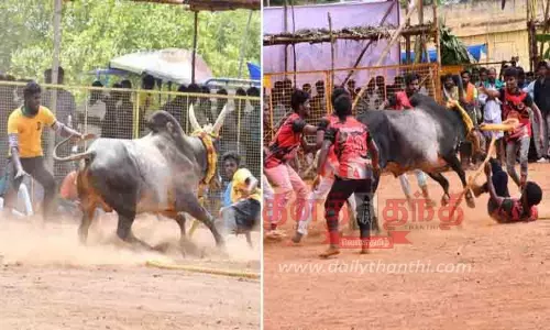 வடமாடு மஞ்சுவிரட்டு போட்டி வடமாடு மஞ்சுவிரட்டு போட்டி