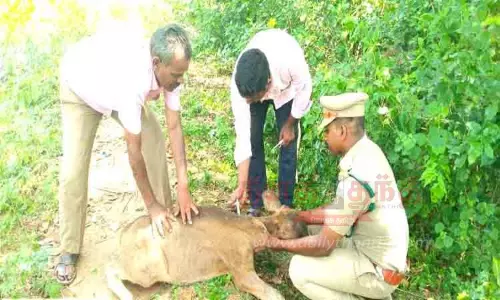 காட்டுமாடு கன்று சாவு