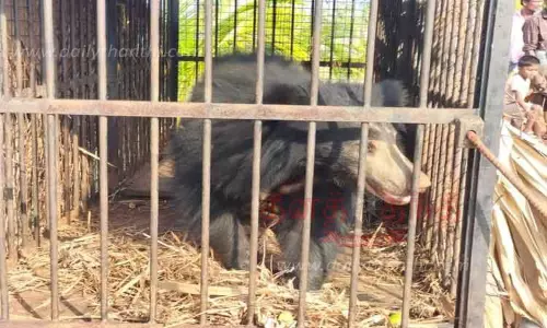 ஊருக்குள் புகுந்த கரடி கூண்டில் சிக்கியது ஊருக்குள் புகுந்த கரடி கூண்டில் சிக்கியது