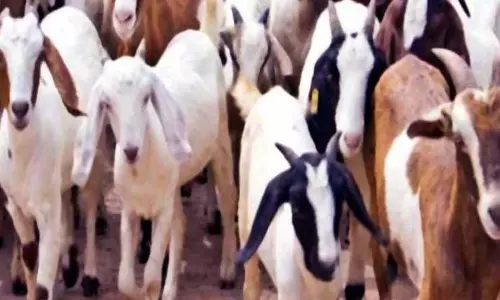 புளுதியூரில் வாரச்சந்தையில்ரூ.37 லட்சத்திற்கு கால்நடைகள் விற்பனை