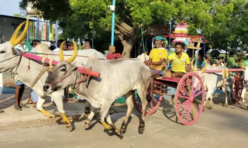 மாட்டு வண்டி எல்கை பந்தயம் மாட்டு வண்டி எல்கை பந்தயம்