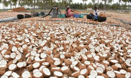 58,000 மெட்ரிக் டன் கொப்பரை தேங்காய் கொள்முதல் - அரசாணையை வெளியீடு 58,000 மெட்ரிக் டன் கொப்பரை தேங்காய் கொள்முதல் - அரசாணையை வெளியீடு