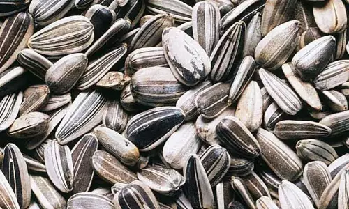 ரூ.24 லட்சத்துக்கு சூரியகாந்தி விதை ஏலம்