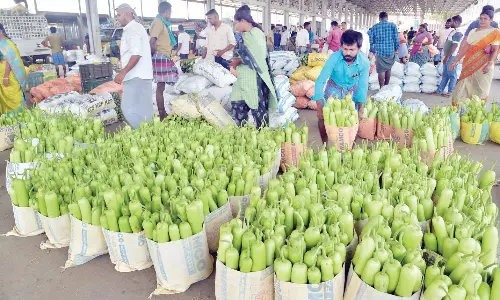திருப்பூர் மார்க்கெட்டில் விற்பனைக்கு குவிந்த சுரைக்காய்