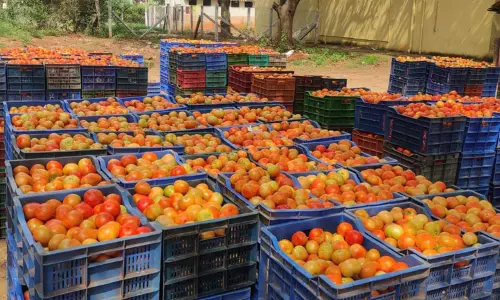 கிணத்துக்கடவு காய்கறி சந்தையில் தக்காளி விலை உயர்வு