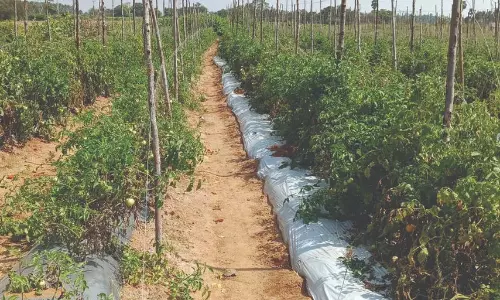 மகசூல் அதிகரிக்க உதவும் நிலப்போர்வை