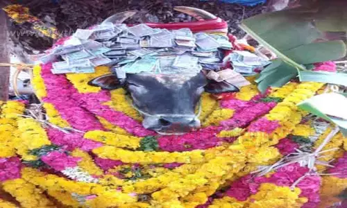 இறந்த கோவில் காளைக்கு மரியாதை