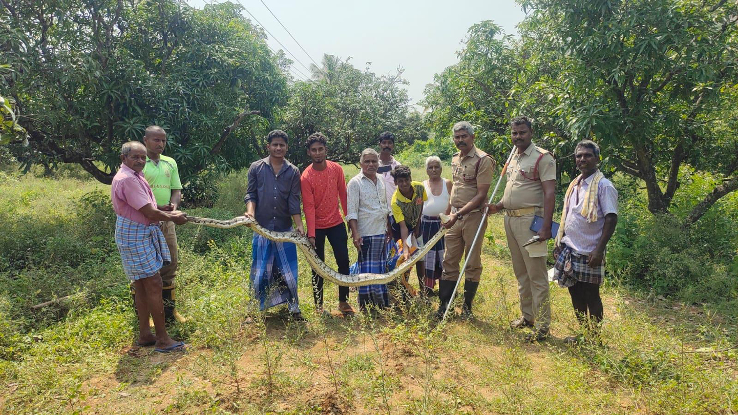 A 12 feet long python was caught | 12 அடி நீள மலைப்பாம்பு பிடிபட்டது