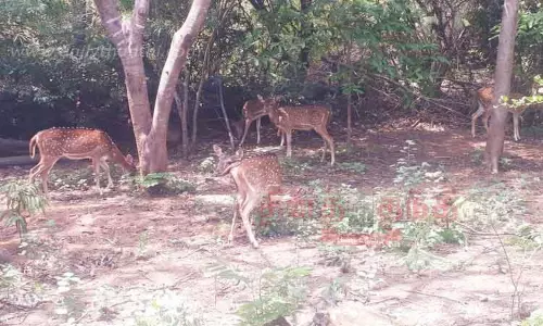 கிரிவலப்பாதையில் மான்கள்