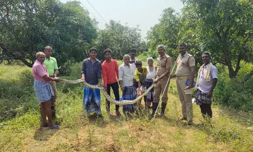 12 அடி நீள மலைப்பாம்பு பிடிபட்டது