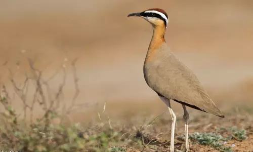 86 ஆண்டுகளுக்குபின் கண்டறிந்த பறவை இனம் ஜெர்டான்ஸ் கோர்சர் 86 ஆண்டுகளுக்குபின் கண்டறிந்த பறவை இனம் ஜெர்டான்ஸ் கோர்சர்