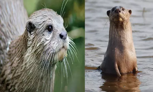 அழியும் நிலையில் நீர்நாய்கள் அழியும் நிலையில் நீர்நாய்கள்