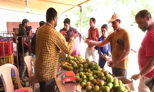 லால்பாக்கில் மாம்பழ கண்காட்சி தொடங்கியது லால்பாக்கில் மாம்பழ கண்காட்சி தொடங்கியது