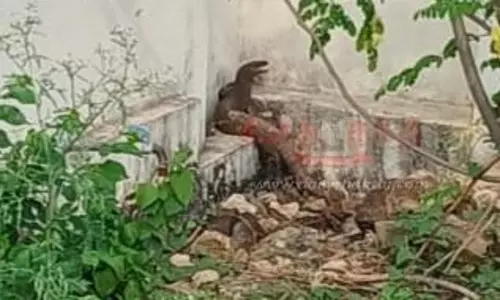 தர்மபுரியில் கல்லூரி கல்வி இணை இயக்குனர் அலுவலகத்தில் உடும்பு சிக்கியது