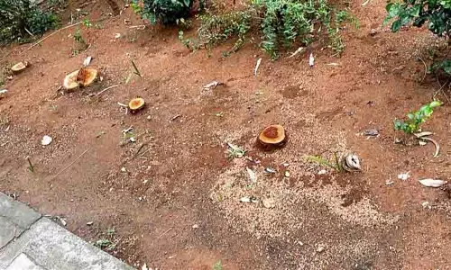 அண்ணா விளையாட்டு அரங்கில் மரங்கள் வெட்டி கடத்தல்