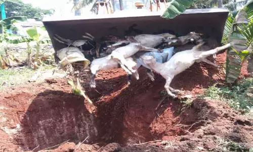 தெருநாய்கள் கடித்து 10 ஆடுகள் பலி