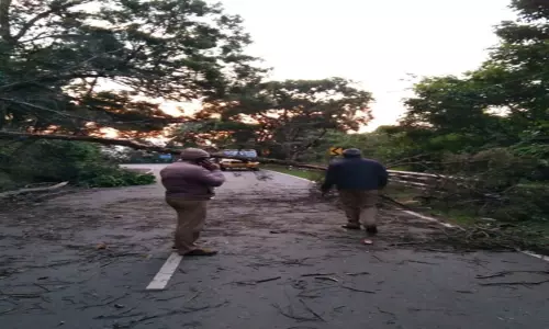 கோத்தகிரியில் மழை:2 இடங்களில் மரம் விழுந்து மின்கம்பங்கள் சேதம்-போக்குவரத்து பாதிப்பு