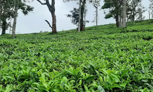 கூடலூர் பகுதியில் பரவலாக மழை:தொழிற்சாலைகளுக்கு பச்சை தேயிலை வரத்து அதிகரிப்பு-உரிய விலை கிடைக்குமா? விவசாயிகள் எதிர்பார்ப்பு