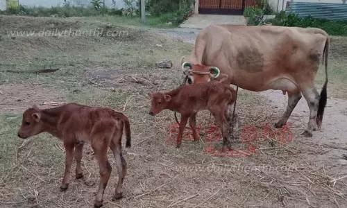 2 கன்றுக்குட்டிகளை ஈன்ற பசு
