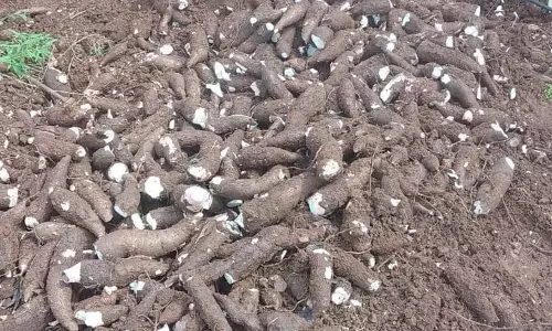 மரவள்ளி கிழங்கு விலை உயர்வு