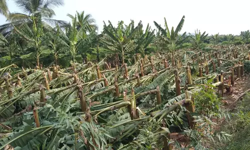 5 ஆயிரம் வாழைகள் முறிந்து சேதம் 5 ஆயிரம் வாழைகள் முறிந்து சேதம்