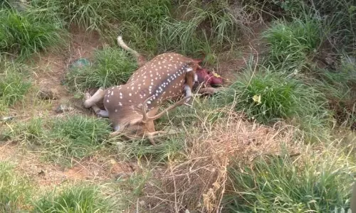 வாகனம் மோதி மான் செத்தது