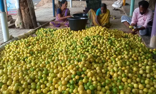 எலுமிச்சை பழங்கள் விலை வீழ்ச்சி; விவசாயிகள் கவலை