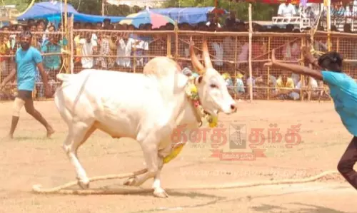 வடமாடு மஞ்சுவிரட்டில் சீறிப்பாய்ந்த காளைகள்