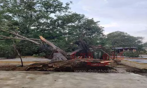 நம்பியூர் பகுதியில் சூறாவளிக்காற்றுடன் பலத்த மழை; மரங்கள் சாய்ந்தன