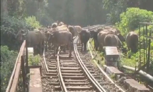 குன்னூர்-ஊட்டி ரெயில் பாதையில் காட்டெருமைகள் உலா-மலை ரெயில் நடுவழியில் நிறுத்தம்
