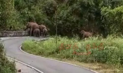 மஞ்சூர் -கோவை செல்லும் சாலையில் காட்டு யானைகள் முகாம்-வாகன ஓட்டிகள் அச்சம் மஞ்சூர் -கோவை செல்லும் சாலையில் காட்டு யானைகள் முகாம்-வாகன ஓட்டிகள் அச்சம்