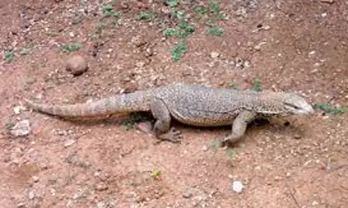 கூடலூரில் மீண்டும் ஊருக்குள் நுழைந்து கோழி முட்டைகளை தின்ற உடும்பால் பரபரப்பு கூடலூரில் மீண்டும் ஊருக்குள் நுழைந்து கோழி முட்டைகளை தின்ற உடும்பால் பரபரப்பு