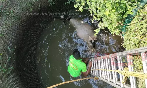 கிணற்றுக்குள் தவறி விழுந்த பசுமாடு