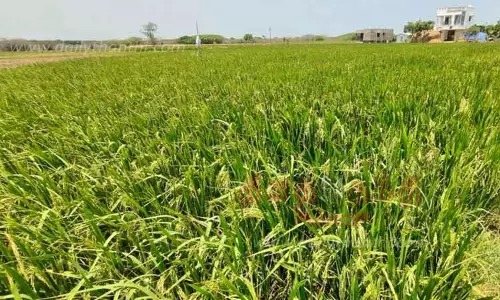 தேக்கி வைத்த வைகை தண்ணீரால் 2-ம் போக நெல் விளைச்சல் அமோகம்