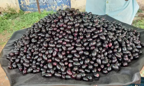 வெளிமாநில நாவல் பழங்கள்கிலோ ரூ.320-க்கு விற்பனை