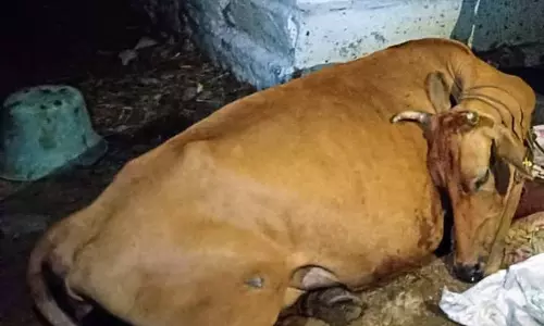 மின்கம்பி அறுந்து விழுந்து பசுமாடு பலி மின்கம்பி அறுந்து விழுந்து பசுமாடு பலி