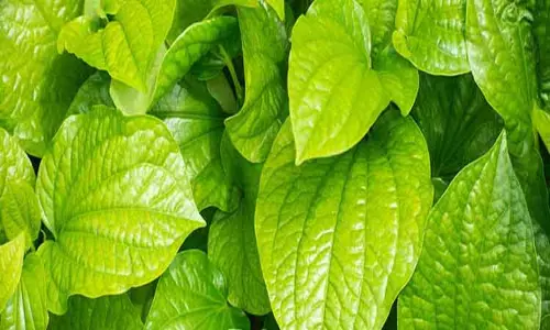 ரூ.3½ லட்சத்துக்கு வெற்றிலை விற்பனை