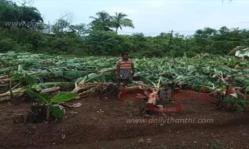 எண்ணமங்கலம் பகுதியில் சூறாவளிக்காற்றுடன் பலத்த மழை 1,500 வாழைகள் முறிந்து சேதம்