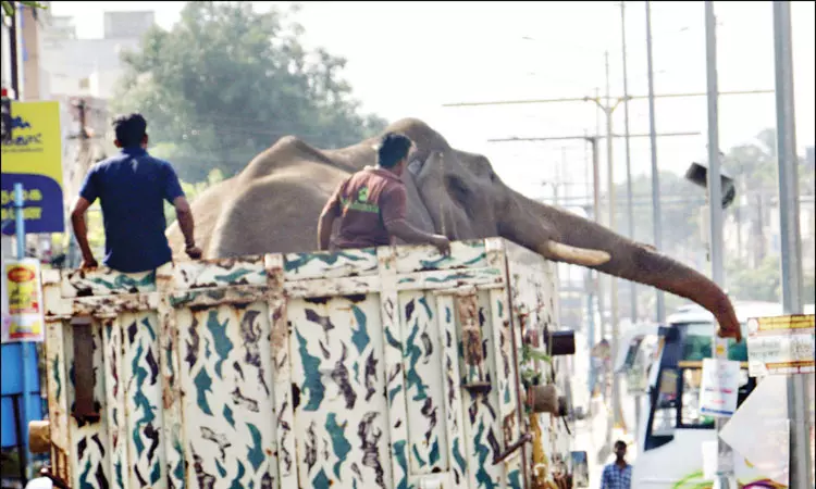 அரிக்கொம்பன் யானையை மயக்க ஊசி செலுத்தி பிடித்தனர்