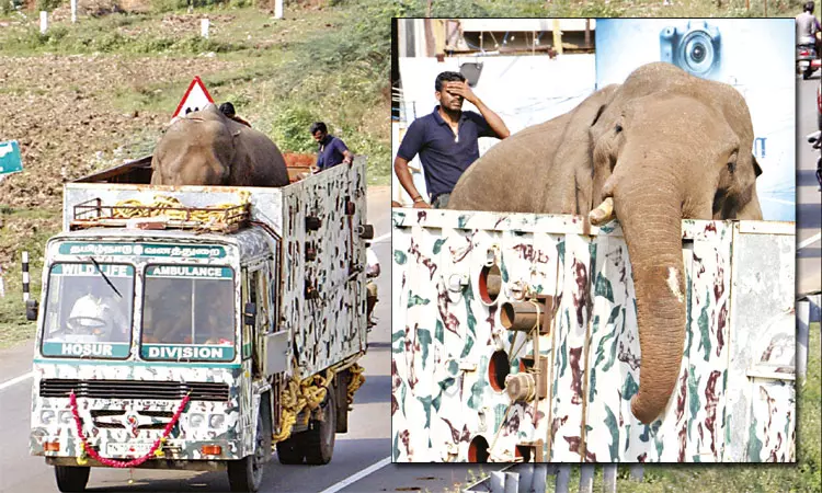 நெல்லை: கோதையாறு வனப்பகுதியில் விடப்பட்ட அரிக்கொம்பன் யானை நெல்லை: கோதையாறு வனப்பகுதியில் விடப்பட்ட அரிக்கொம்பன் யானை