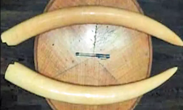 சென்னையில் ரூ.7 கோடி ரூபாய் மதிப்புள்ள யானை தந்தம் பறிமுதல்; 7 பேர் அதிரடி கைது