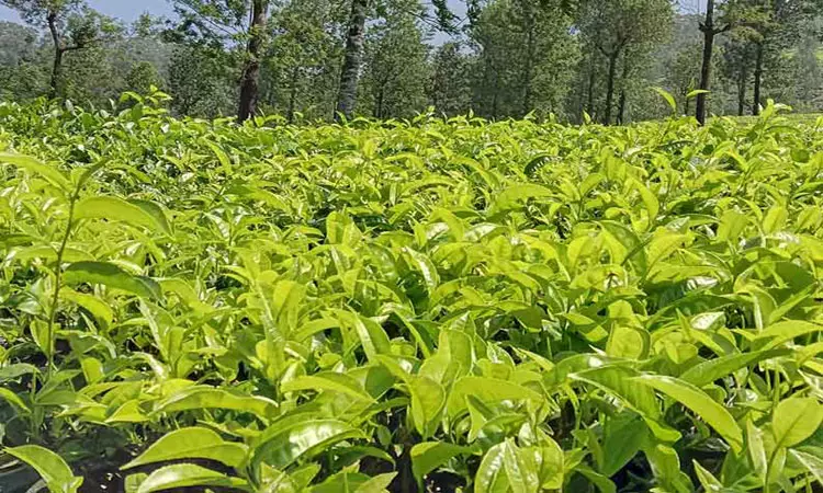 பச்சை தேயிலைக்கு உரிய விலை கிடைக்க நடவடிக்கை -ஆலோசனை கூட்டத்தில் தீர்மானம் பச்சை தேயிலைக்கு உரிய விலை கிடைக்க நடவடிக்கை -ஆலோசனை கூட்டத்தில் தீர்மானம்