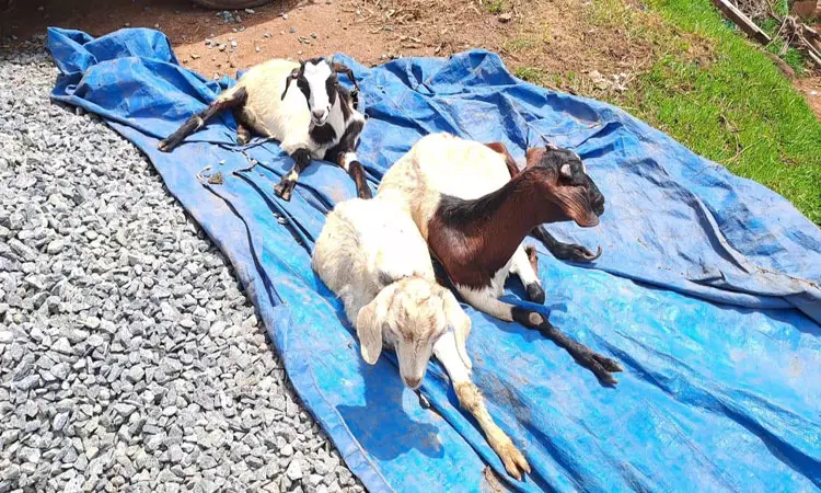 ஊட்டி காந்திநகர் பகுதியில் மேய்ச்சலில் இருந்த ஆடுகளை வேட்டையாடிய சிறுத்தை-குடியிருப்புவாசிகள் அச்சம்