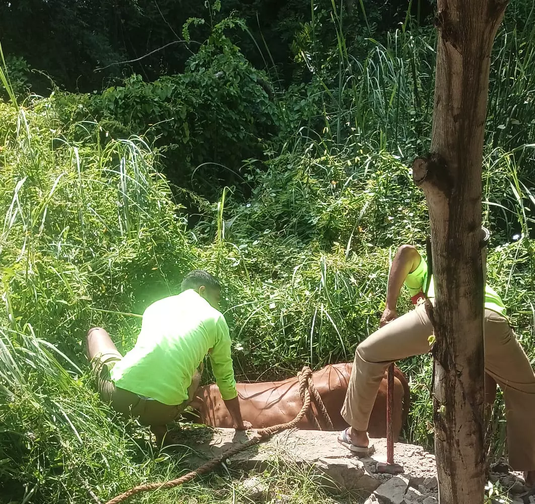 வாய்க்காலுக்குள் விழுந்த பசுமாடு உயிருடன் மீட்பு