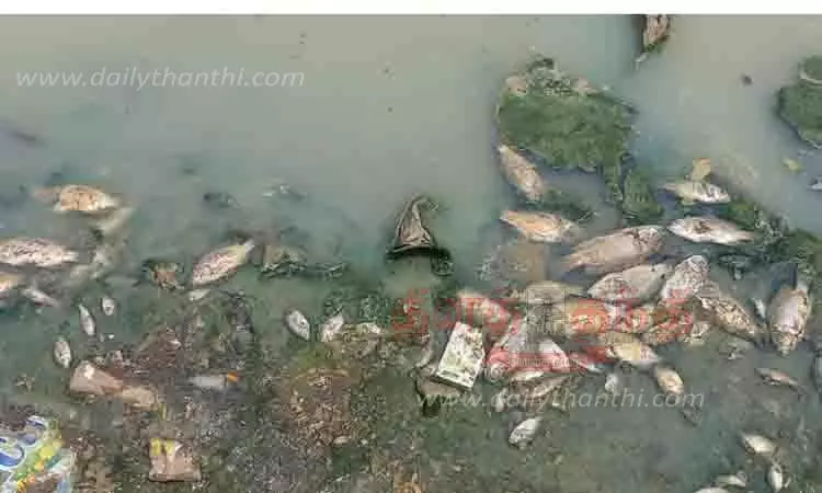 ஏரியில் செத்து மிதக்கும் மீன்கள்