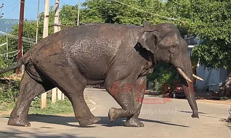 புதிய வாழ்விடத்தை தேடும் அரிக்கொம்பன்