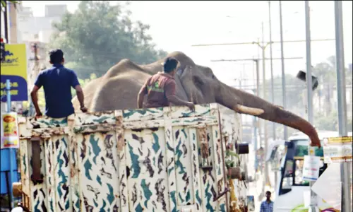 அரிக்கொம்பன் யானையை மயக்க ஊசி செலுத்தி பிடித்தனர் அரிக்கொம்பன் யானையை மயக்க ஊசி செலுத்தி பிடித்தனர்